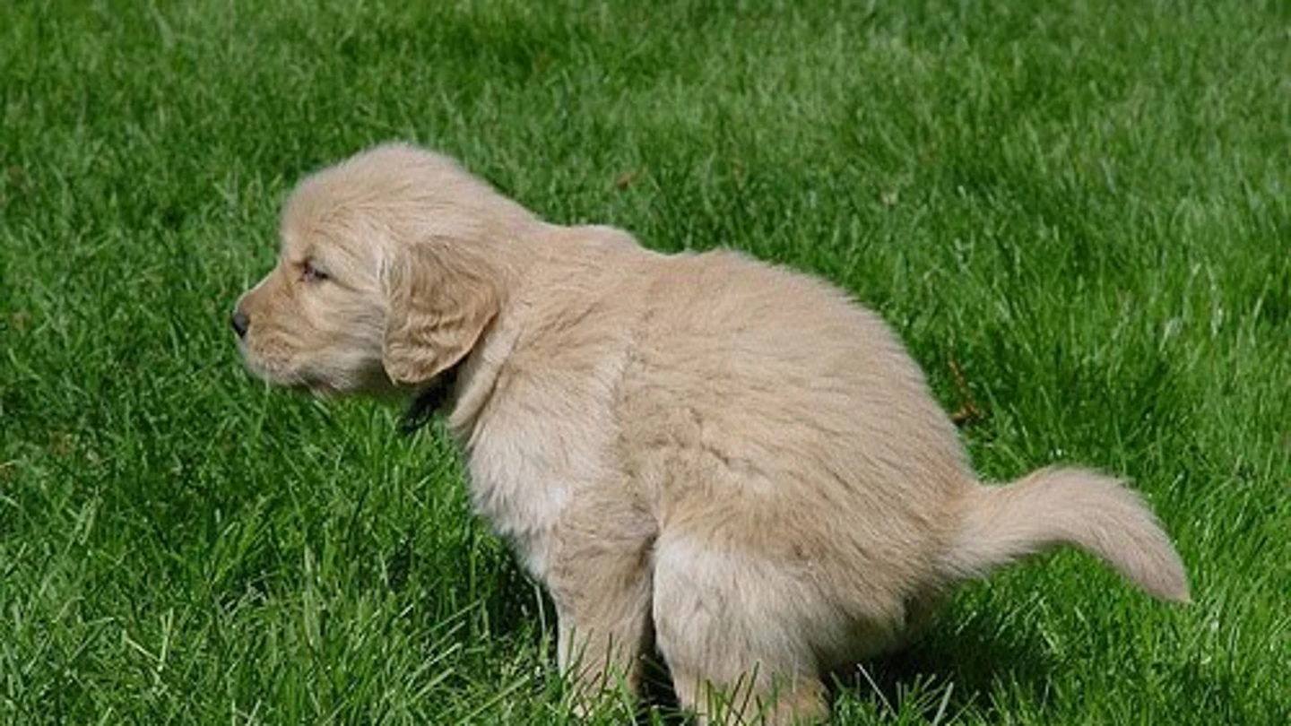 Imagen de un perro en un parque público Imagen de un perro en un parque público