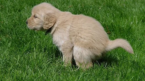 Imagen de un perro en un parque público