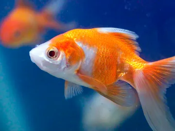 Los populares carpines dorados provienen de Asia Los populares carpines dorados provienen de Asia