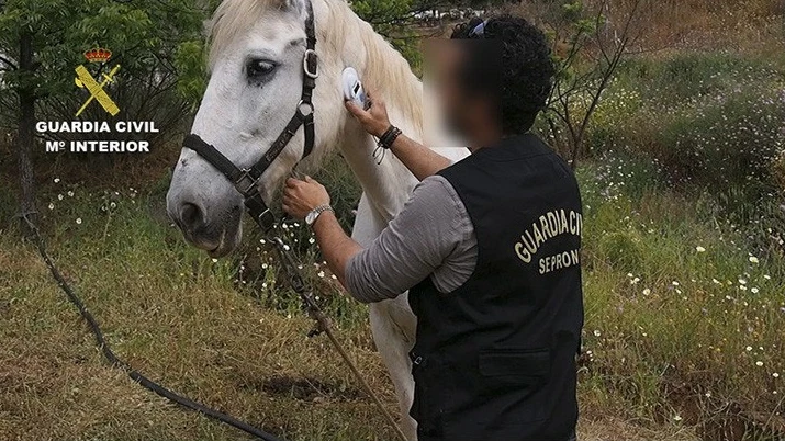 Investigadas 50 personas por maltrato y abandono e intervenidos 316 animales