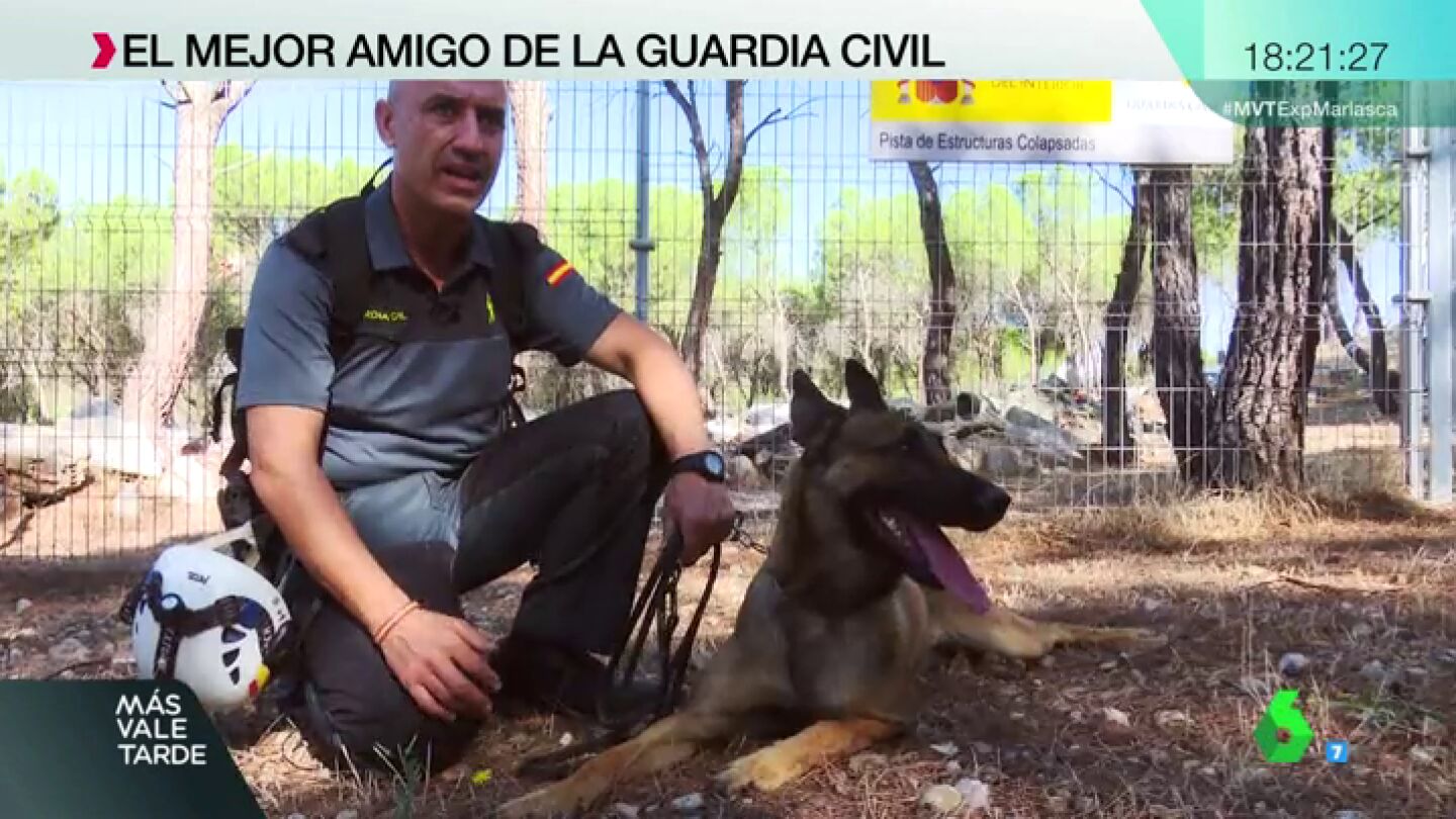 Perro de b&uacute;squeda de la Guardia Civil