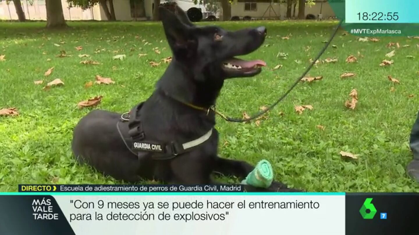 Belsa, pastor alem&aacute;n de la Guardia Civil