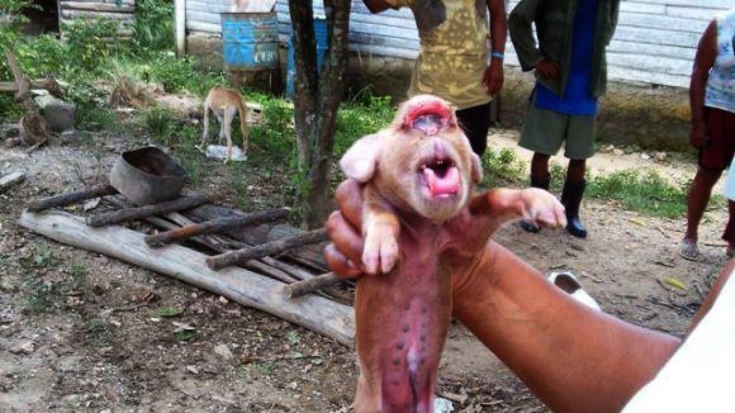 Cerdo con cara de mono