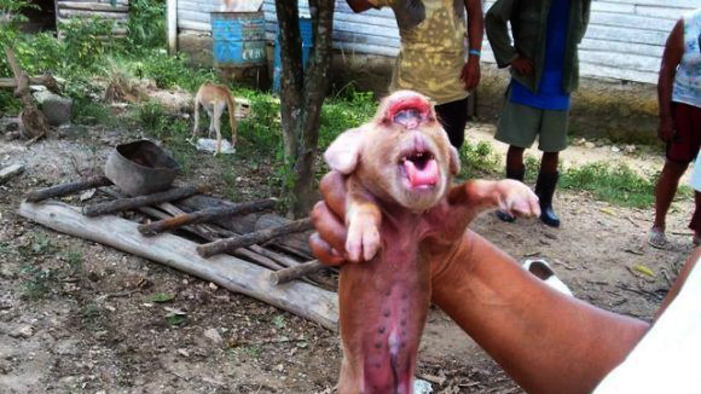 Foto tomada del sitio oficial Cubadebate en la que se observa un cerdo con un rostro con facciones que se asemejan a las de un mono Cerdo con cara de mono