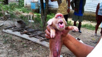Foto tomada del sitio oficial Cubadebate en la que se observa un cerdo con un rostro con facciones que se asemejan a las de un mono