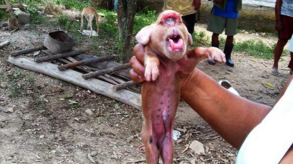Cerdo con cara de mono