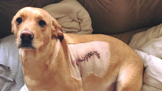 Sage después de la brutal agresión Sage después de la brutal agresión