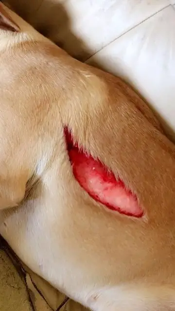 Sage después de la brutal agresión Sage después de la brutal agresión