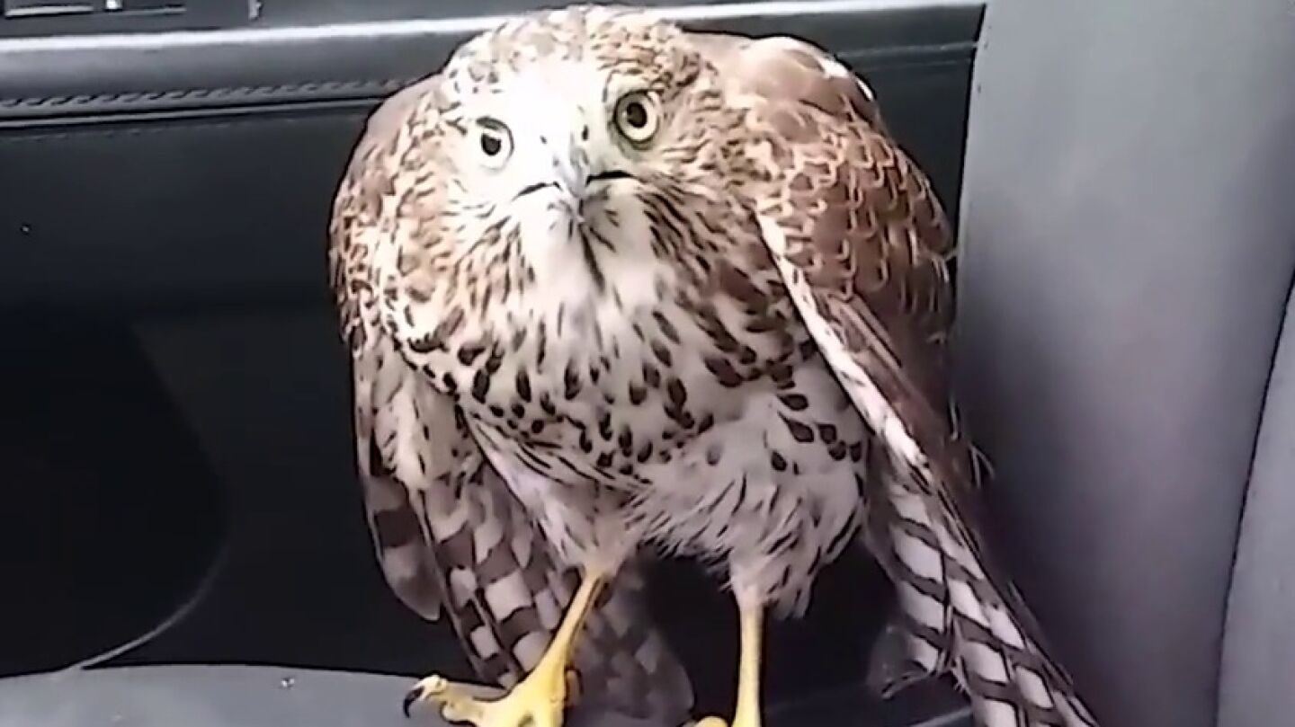 El halc&oacute;n dentro del taxi 