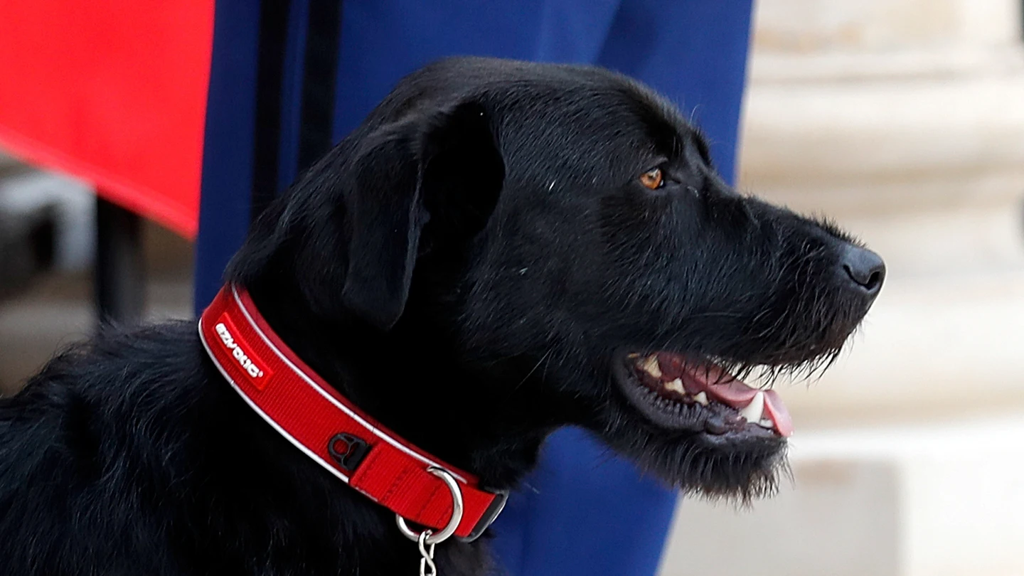 Nemo, el perro de Macron Nemo, el perro de Macron