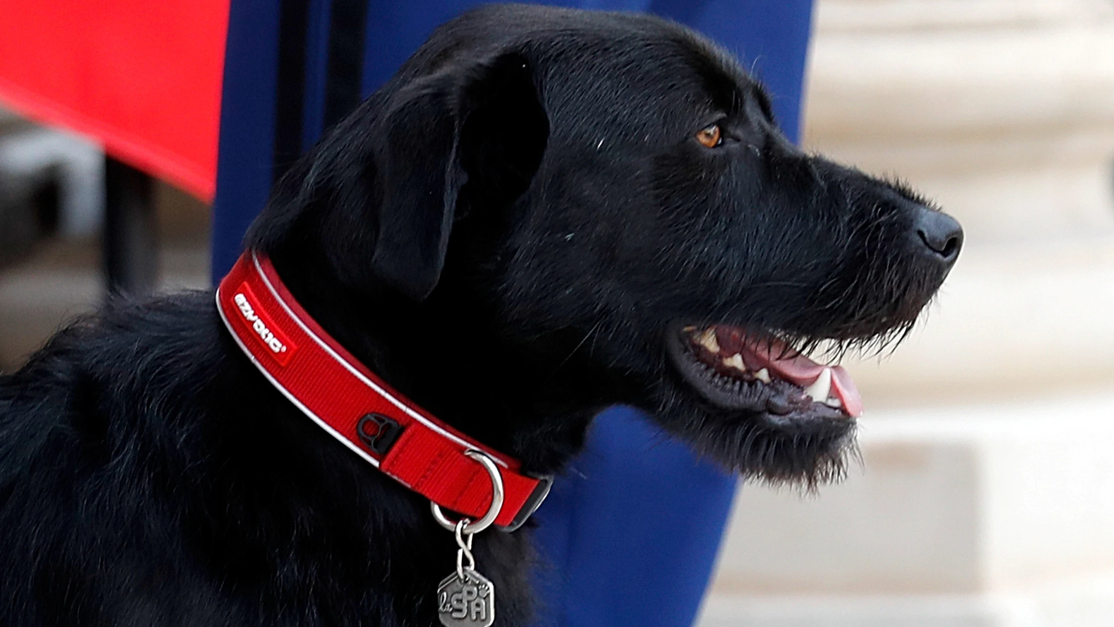 Nemo, el perro de Macron