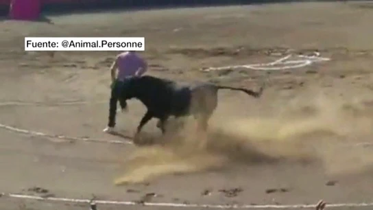 Un miura embiste a un antitaurino Un miura embiste a un antitaurino