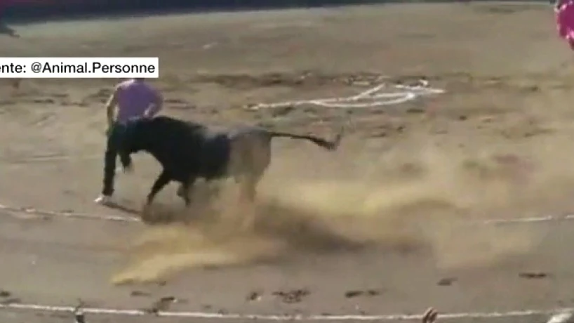 Un miura embiste a un antitaurino Un miura embiste a un antitaurino