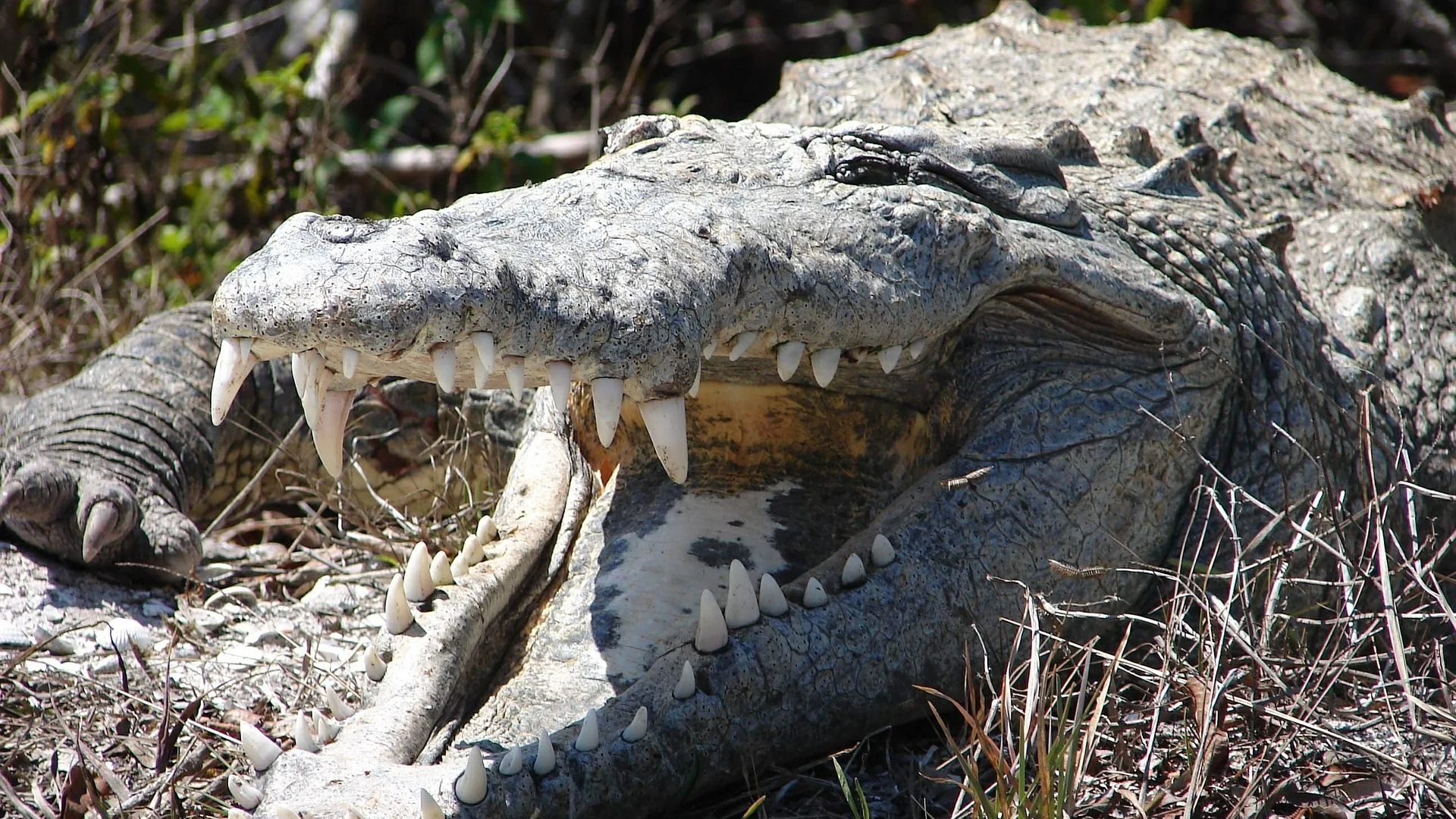 Cocodrilo, imagen de archivo