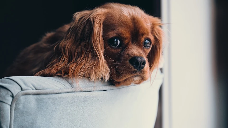 cuatro de cada 10 familias se lleva el perro a las celebraciones navideñas