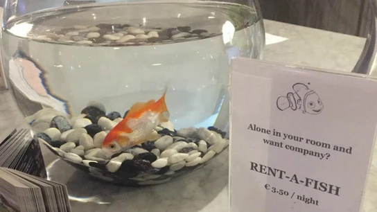 Alquilar un pez por 3,50 euros la noche, la original idea de un hotel para que los clientes no pasen la noche solos Alquilar un pez por 3,50 euros la noche, la original idea de un hotel para que los clientes no pasen la noche solos