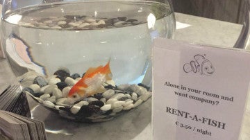 Alquilar un pez por 3,50 euros la noche, la original idea de un hotel para que los clientes no pasen la noche solos 
