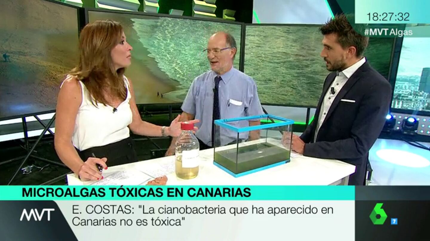 algas canarias