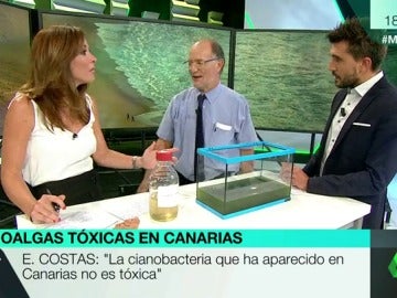 algas canarias algas canarias