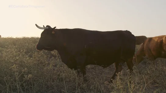 Una vaca Una vaca