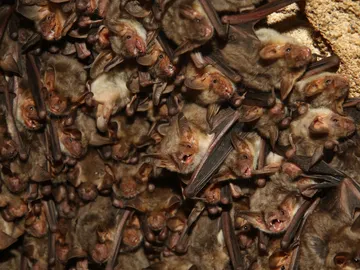 Murciélago ratonero (Myotis myotis). Murciélago ratonero (Myotis myotis).
