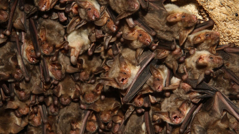 Los murciélagos no detectan bien las superficies planas, por eso chocan contra los edificios