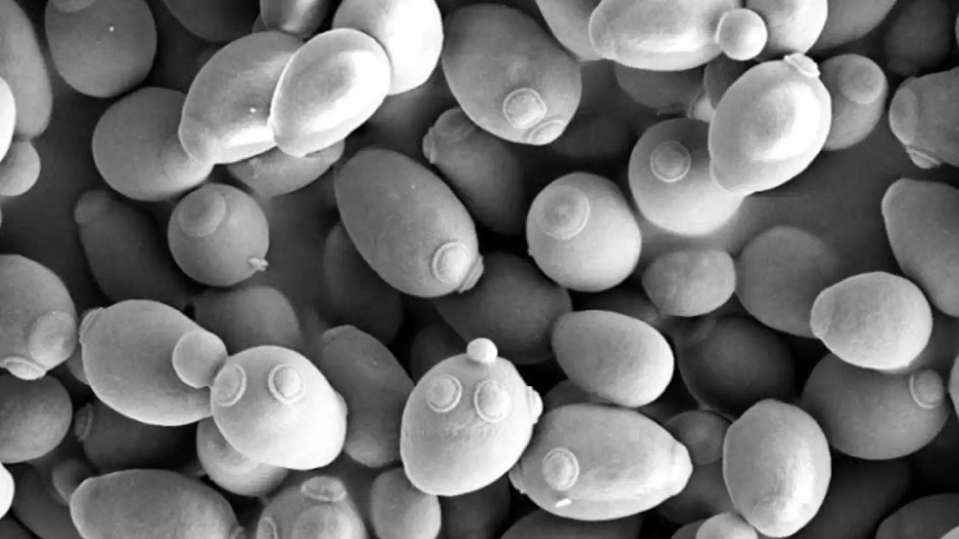 Descrita una nueva proteina clave en la regulacion de la division celular