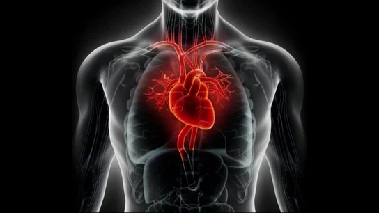 Imagen de un corazón Imagen de un corazón