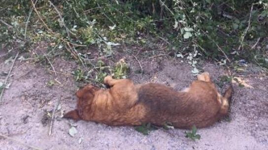 Imagen del perro tras el disparo