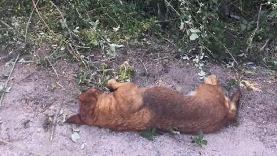 Imagen del perro tras el disparo Imagen del perro tras el disparo