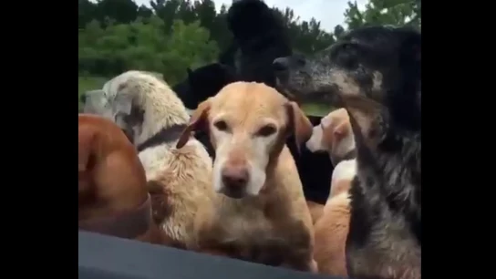 Varios perros fueron rescatados por este héroe anónimo Varios perros fueron rescatados por este héroe anónimo