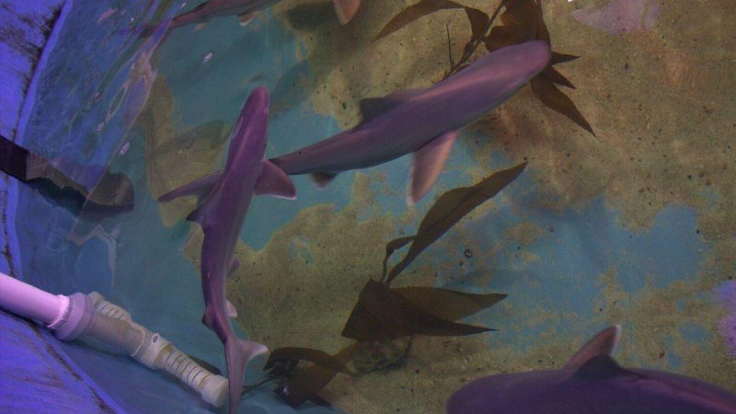 Tiburones en una casa de Nueva York