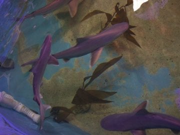 Tiburones en una casa de Nueva York Tiburones en una casa de Nueva York