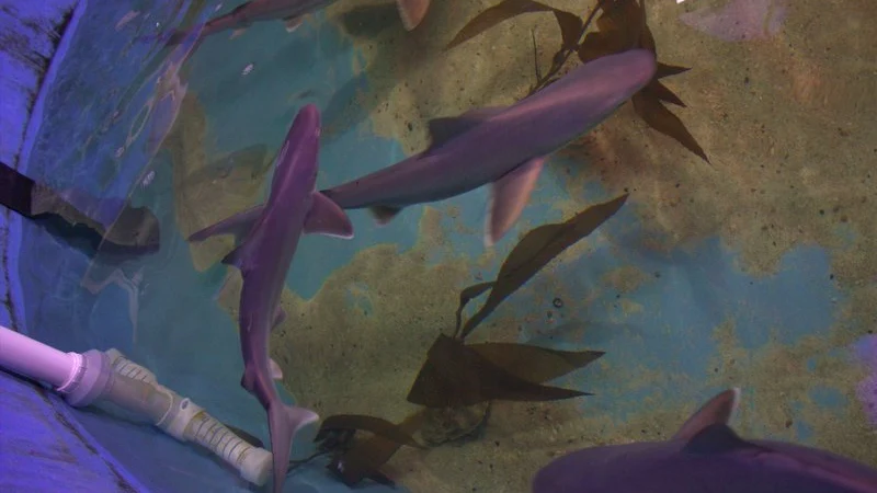 Tiburones en una casa de Nueva York Tiburones en una casa de Nueva York