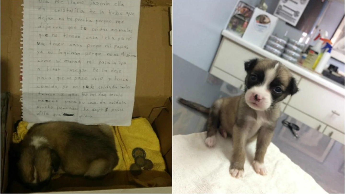 La perrita Cristalita en la caja donde la dejó su dueña y después en un centro de acogida La perrita Cristalita en la caja donde la dejó su dueña y después en un centro de acogida