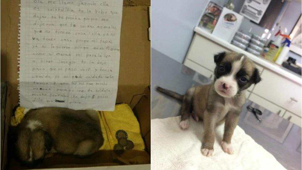 La perrita Cristalita en la caja donde la dej&oacute; su due&ntilde;a y despu&eacute;s en un centro de acogida