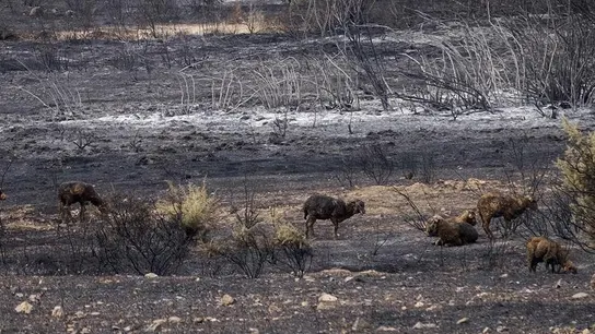 Unas ovejas pasean por una zona calcinada por el fuego Unas ovejas pasean por una zona calcinada por el fuego