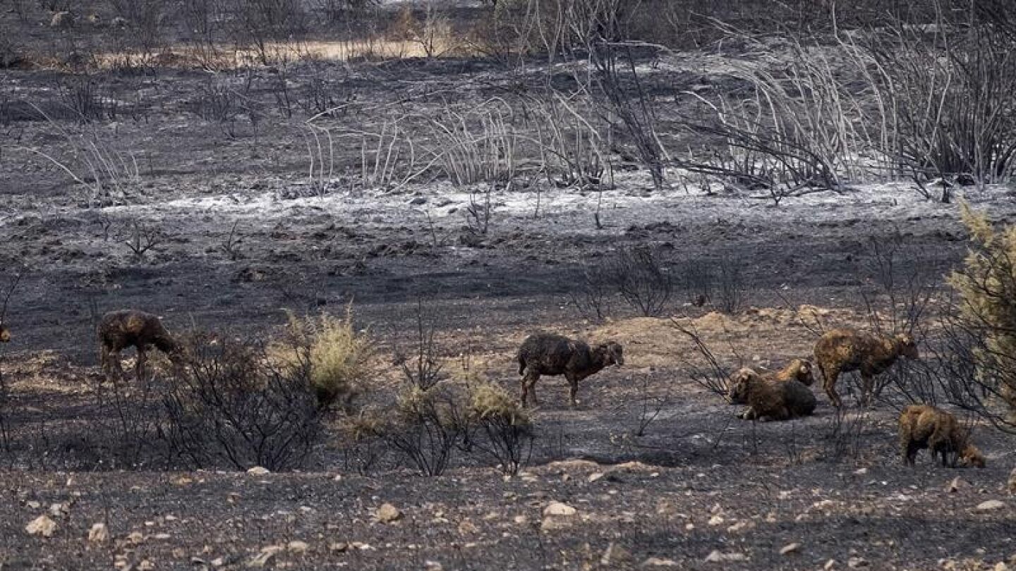 Unas ovejas pasean por una zona calcinada por el fuego