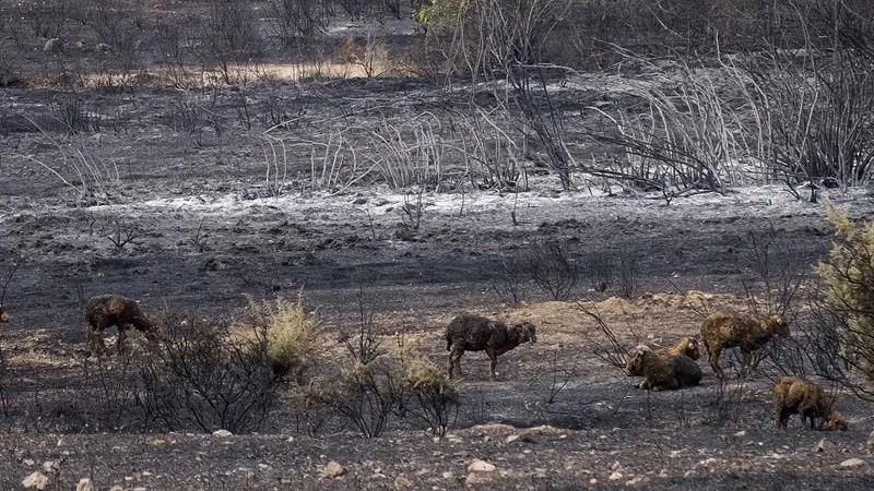 Unas ovejas pasean por una zona calcinada por el fuego