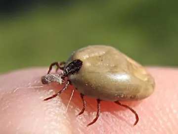 Garrapata Garrapata