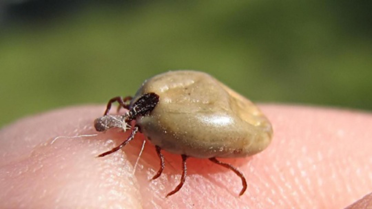 A Predatory Tick Crawls Along the Human Body Stock Photo - Image of encephalitis