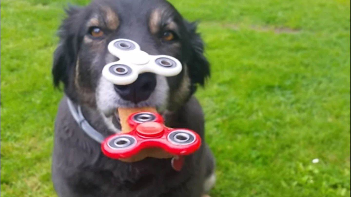 Buddy, con dos spinners en la cara Buddy, con dos spinners en la cara