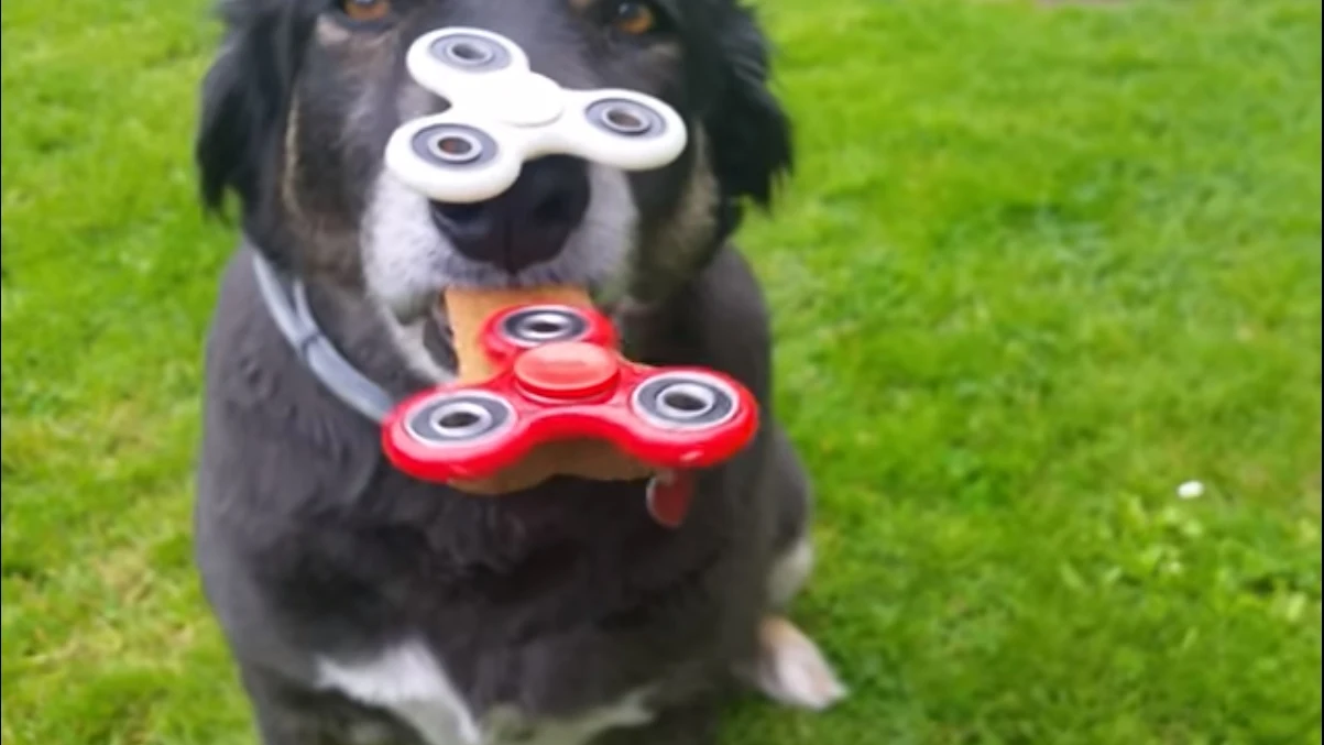 Buddy, con dos spinners en la cara Buddy, con dos spinners en la cara