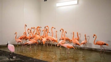  Los flamencos en un refugio antes del huracán Irma en el zoológico de Miami, Florida