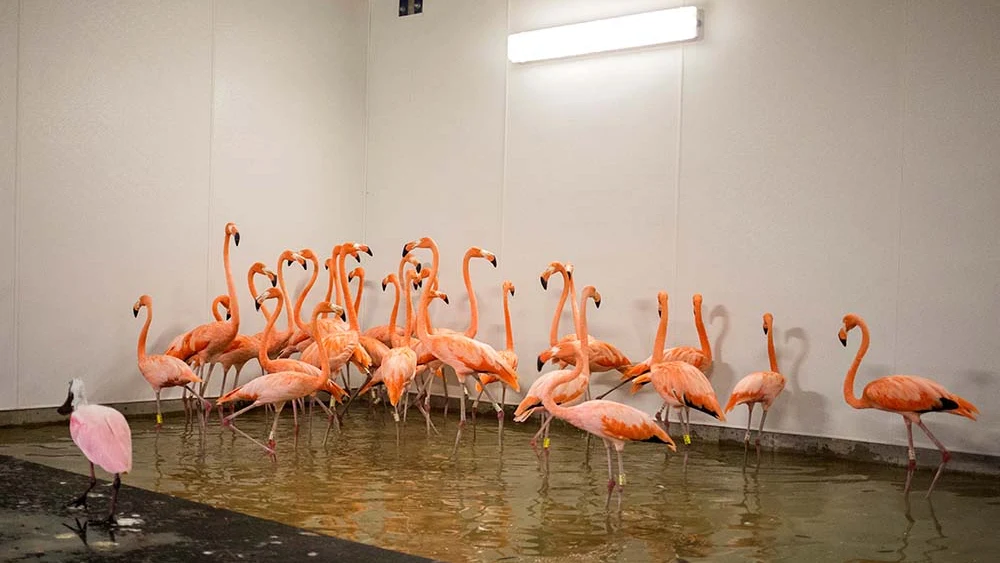  Los flamencos en un refugio antes del huracán Irma en el zoológico de Miami, Florida