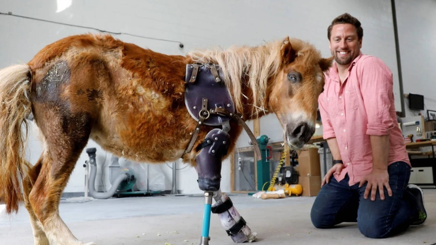 Derrick Campana junto a un poni con una prótesis Derrick Campana junto a un poni con una prótesis