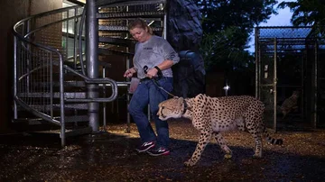 La encargada del zoo Jennifer Nelson camina junto a un guepardo hacia un sitio seguro