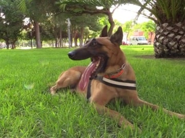 Urko, el perro caza traficantes de Paterna Urko, el perro caza traficantes de Paterna