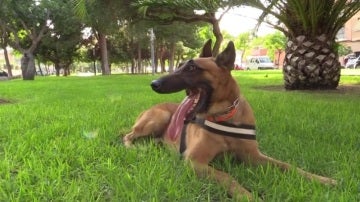 Urko, el perro caza traficantes de Paterna