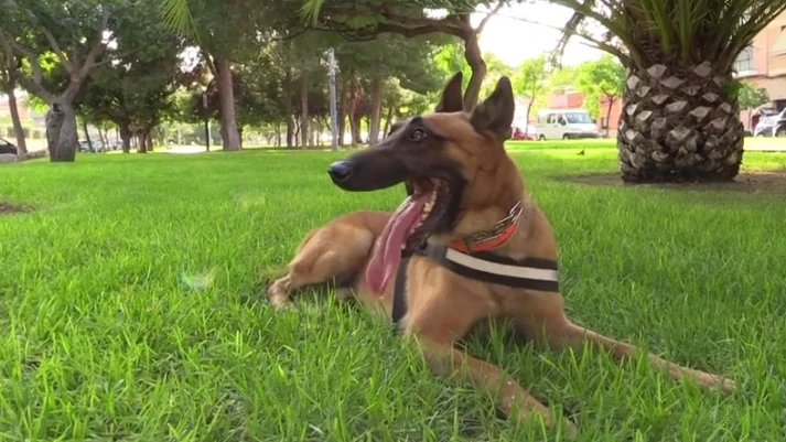 Urko, el perro caza traficantes de Paterna